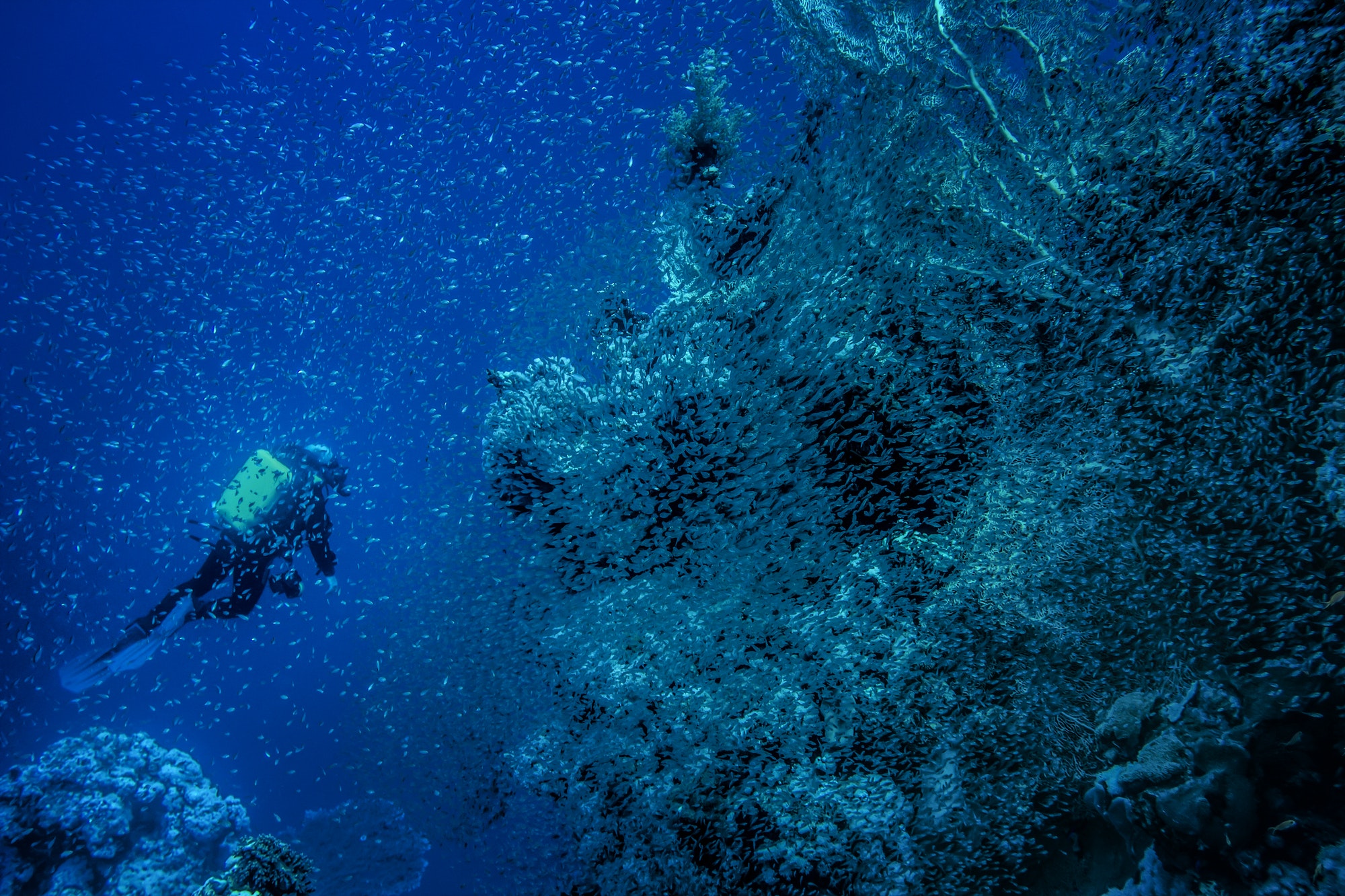 Scuba Diver Exploring Reef